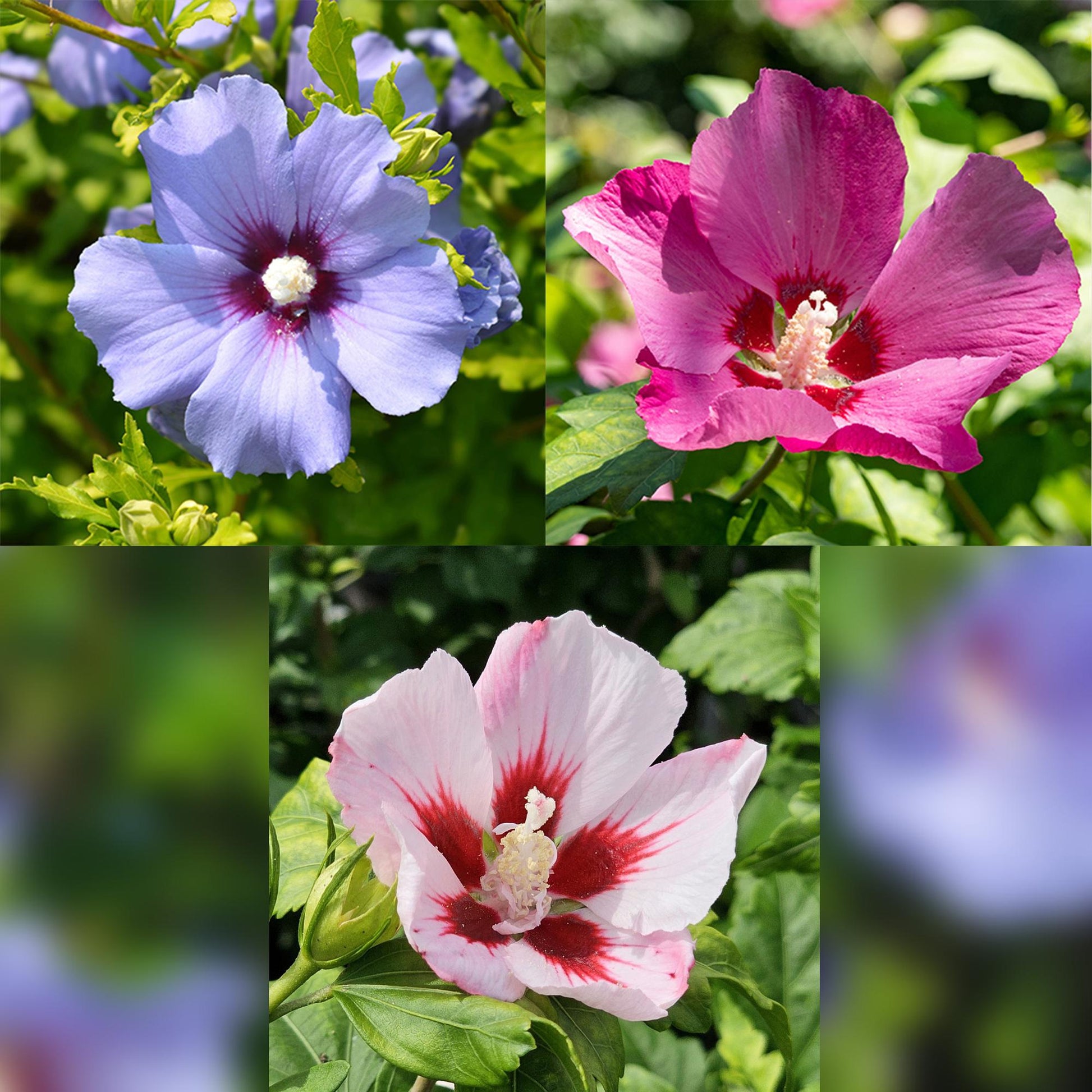 Plant op Stam - Hibiscus syriacus Tricolour - Terras Plant - Winterhard - Forestbloom