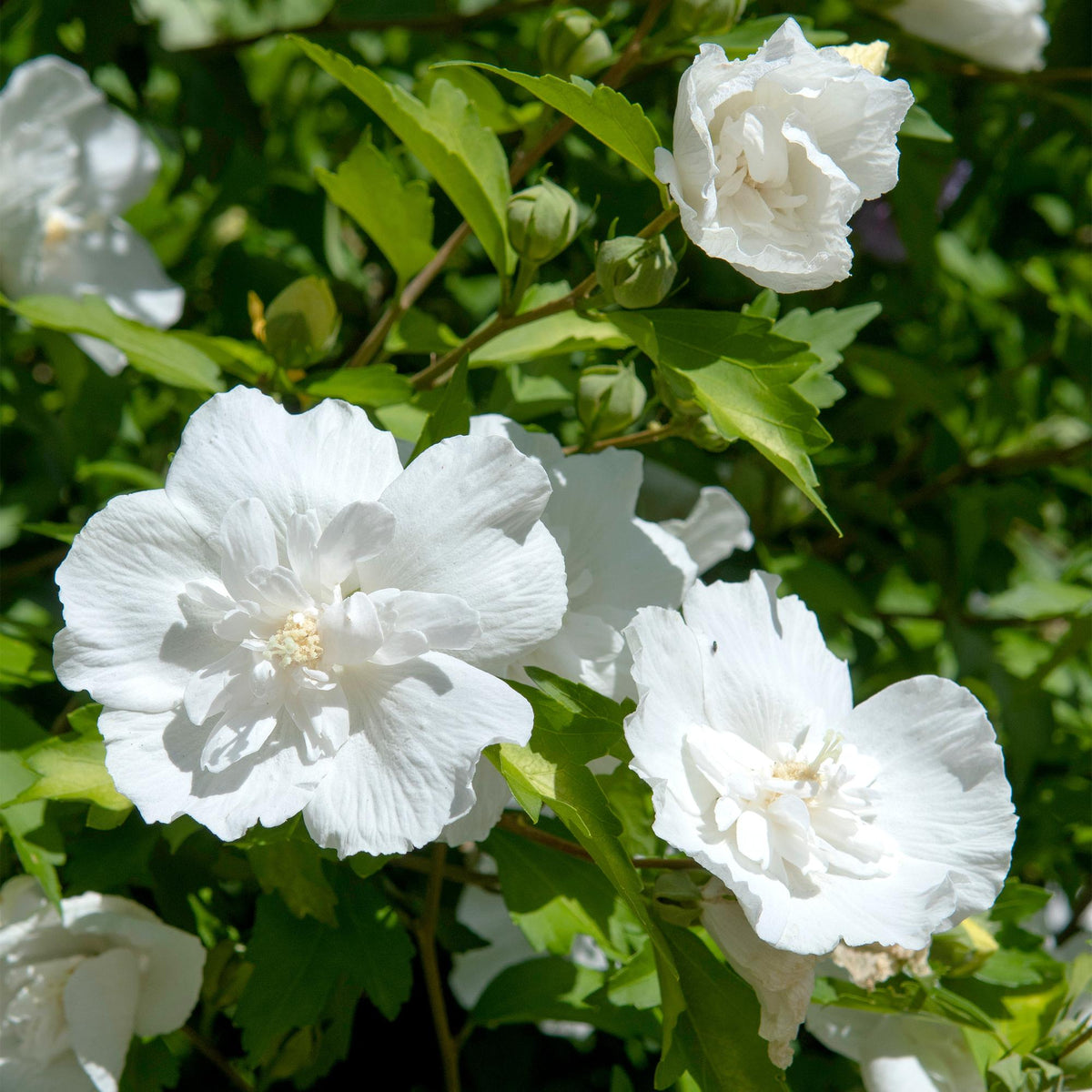 Plant op Stam - Hibiscus syriacus White Chiffon® - Terras Plant - Winterhard - Forestbloom