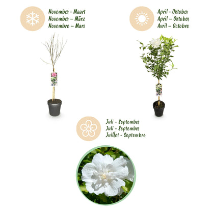 Plant op Stam - Hibiscus syriacus White Chiffon® - Terras Plant - Winterhard - Forestbloom
