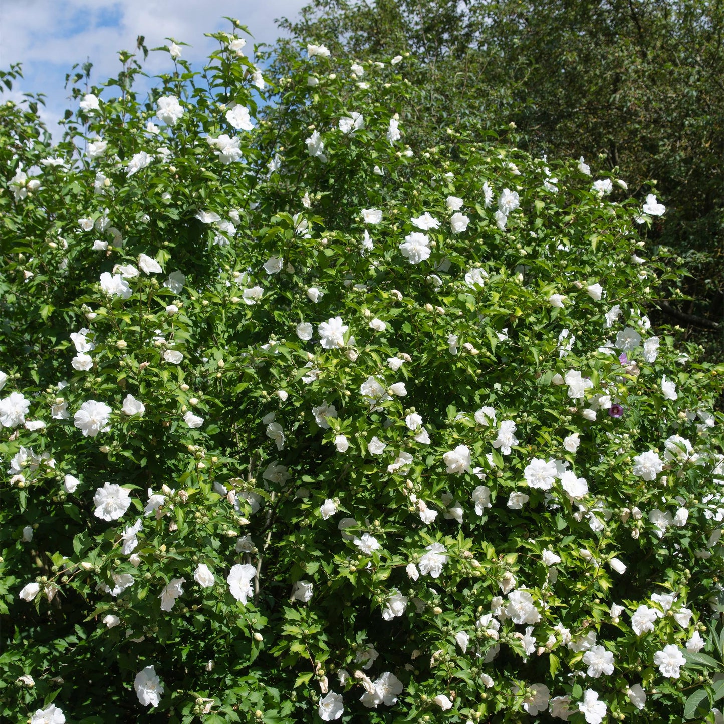Plant op Stam - Hibiscus syriacus White Chiffon® - Terras Plant - Winterhard - Forestbloom