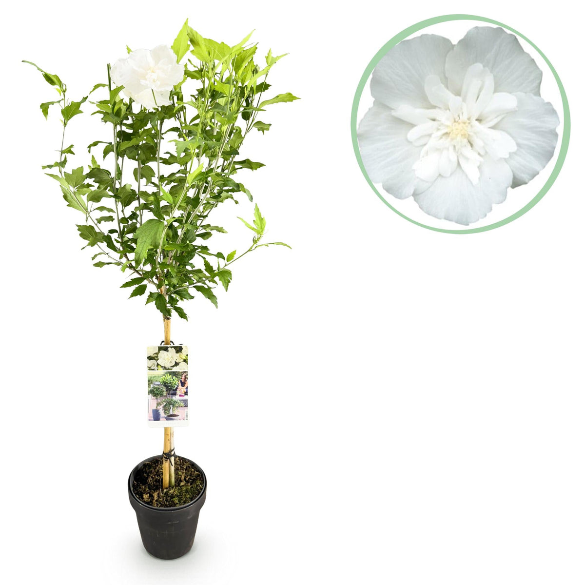 Plant op Stam - Hibiscus syriacus White Chiffon® - Terras Plant - Winterhard - Forestbloom