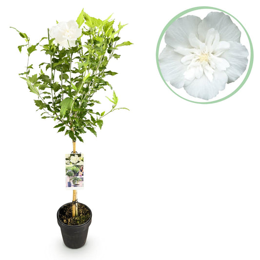 Plant op Stam - Hibiscus syriacus White Chiffon® - Terras Plant - Winterhard - Forestbloom
