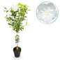 Plant op Stam - Hibiscus syriacus White Chiffon® - Terras Plant - Winterhard - Forestbloom