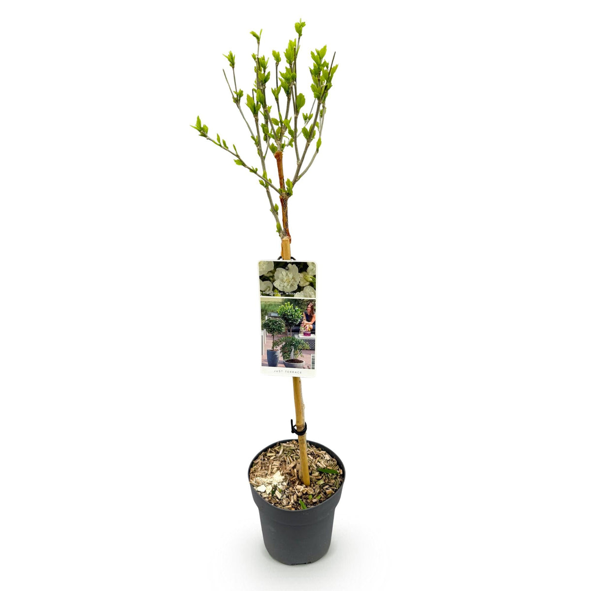Plant op Stam - Hibiscus syriacus White Chiffon® - Terras Plant - Winterhard - Forestbloom