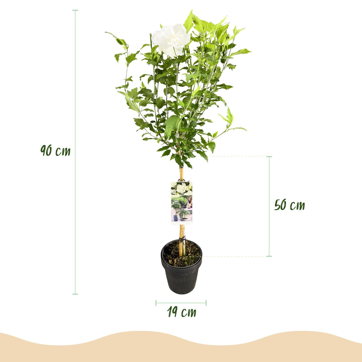 Plant op Stam - Hibiscus syriacus White Chiffon® - Terras Plant - Winterhard - Forestbloom
