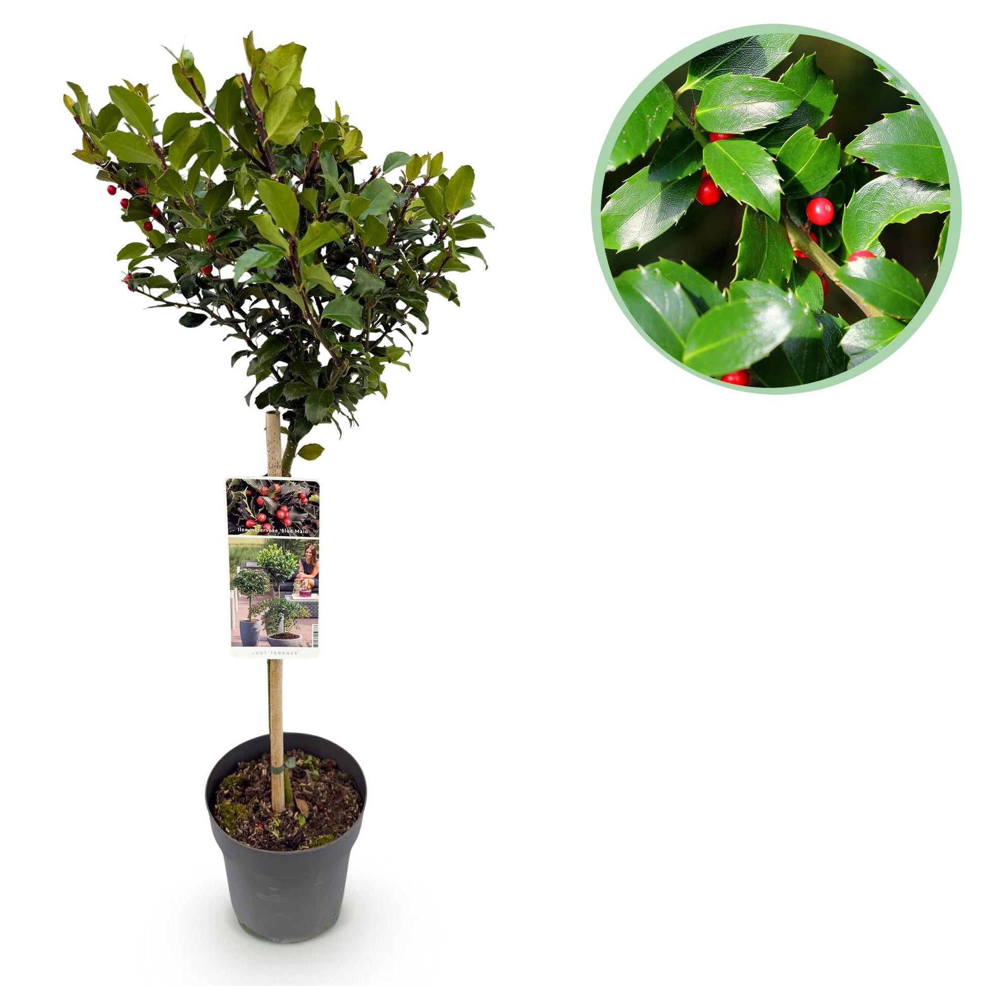 Plant op Stam - Ilex meserveae Blue Maid - Terras Plant - Winterhard - Forestbloom