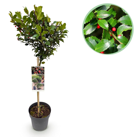 Plant op Stam - Ilex meserveae Blue Maid - Terras Plant - Winterhard - Forestbloom