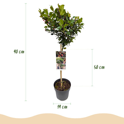 Plant op Stam - Ilex meserveae Blue Maid - Terras Plant - Winterhard - Forestbloom