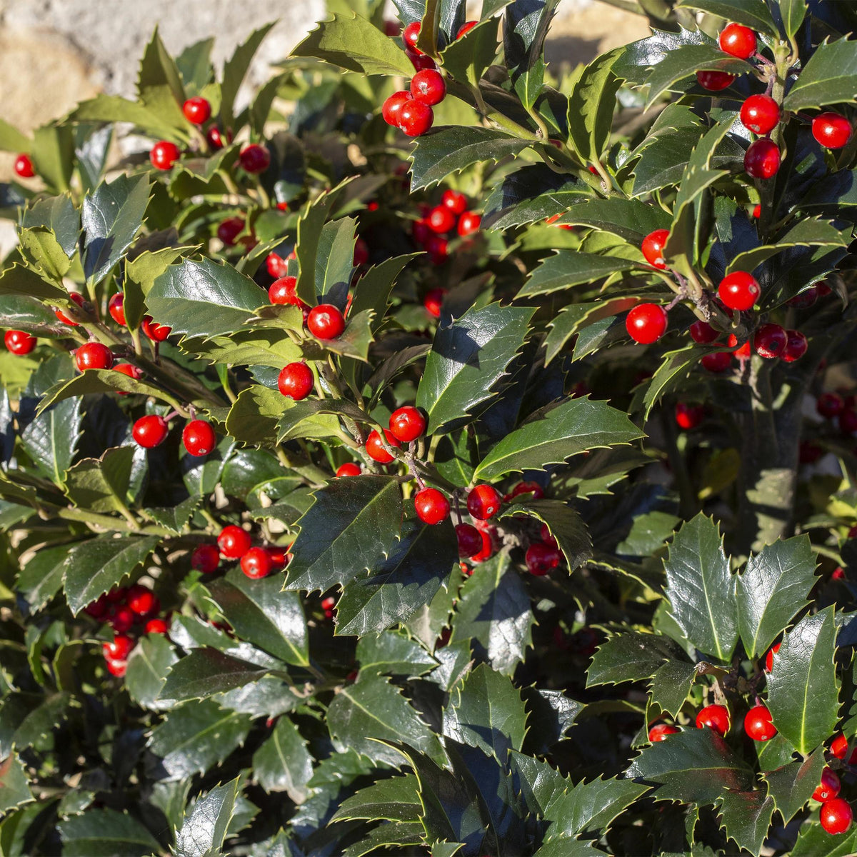 Plant op Stam - Ilex meserveae Blue Maid - Terras Plant - Winterhard - Forestbloom