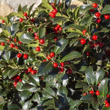 Plant op Stam - Ilex meserveae Blue Maid - Terras Plant - Winterhard - Forestbloom