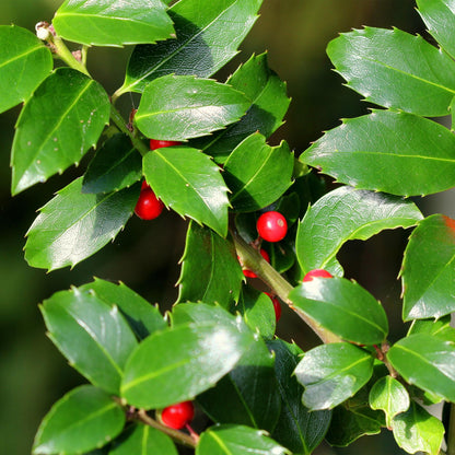 Plant op Stam - Ilex meserveae Blue Maid - Terras Plant - Winterhard - Forestbloom