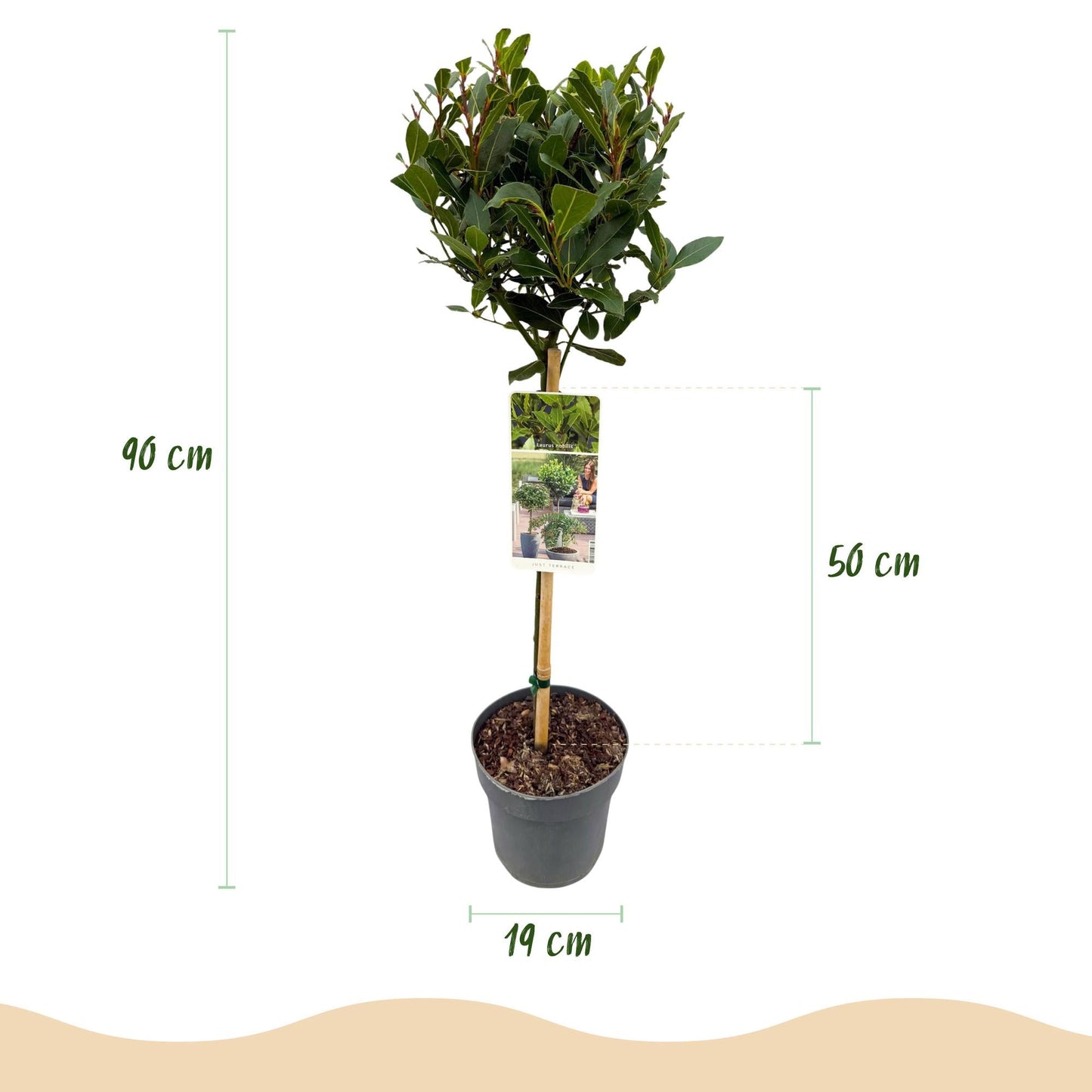 Plant op Stam - Laurus nobilis - Terras Plant - Winterhard - Forestbloom