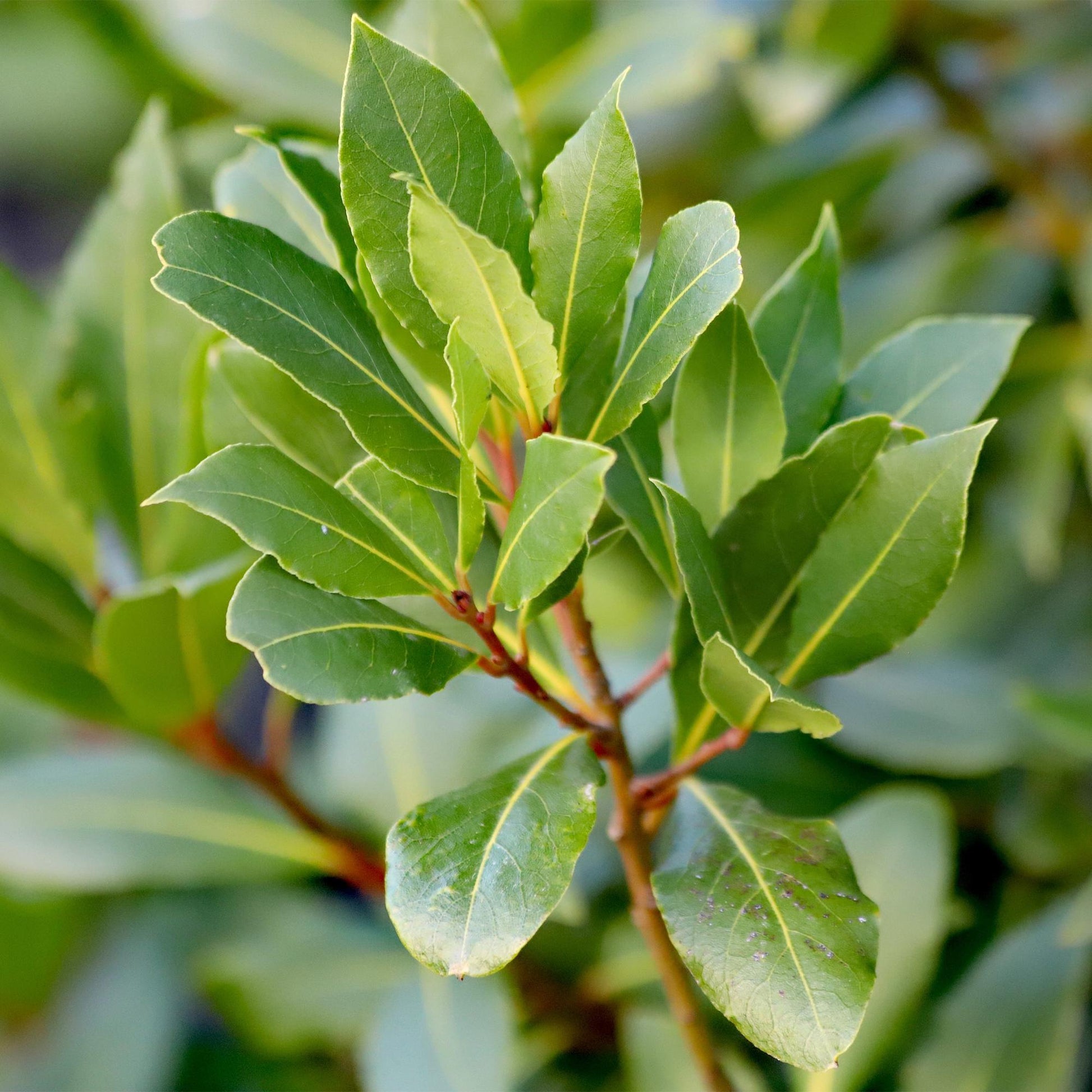 Plant op Stam - Laurus nobilis - Terras Plant - Winterhard - Forestbloom