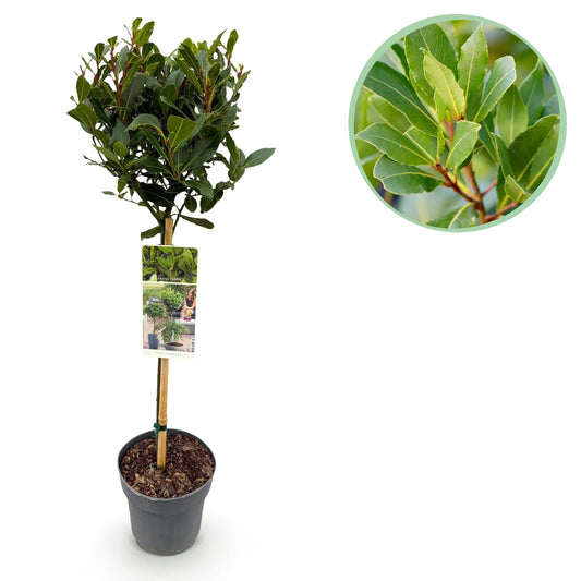 Plant op Stam - Laurus nobilis - Terras Plant - Winterhard - Forestbloom
