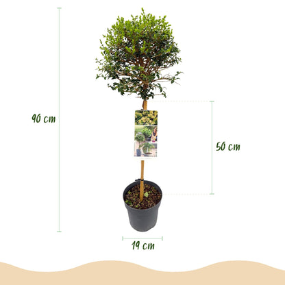 Plant op Stam - Ligustrum delavayanum - Terras Plant - Winterhard - Forestbloom