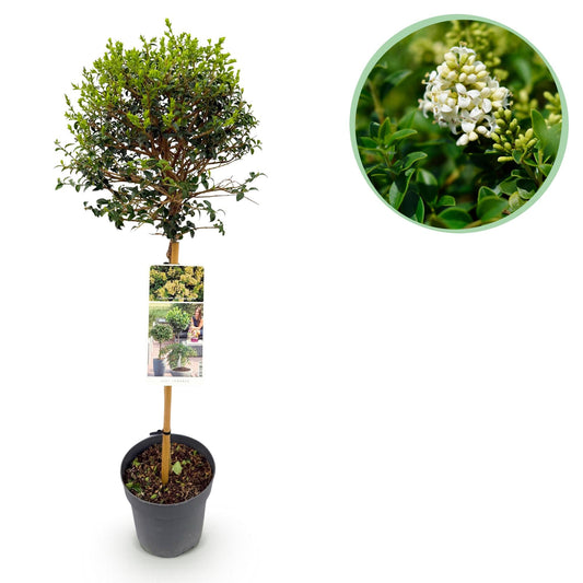 Plant op Stam - Ligustrum delavayanum - Terras Plant - Winterhard - Forestbloom