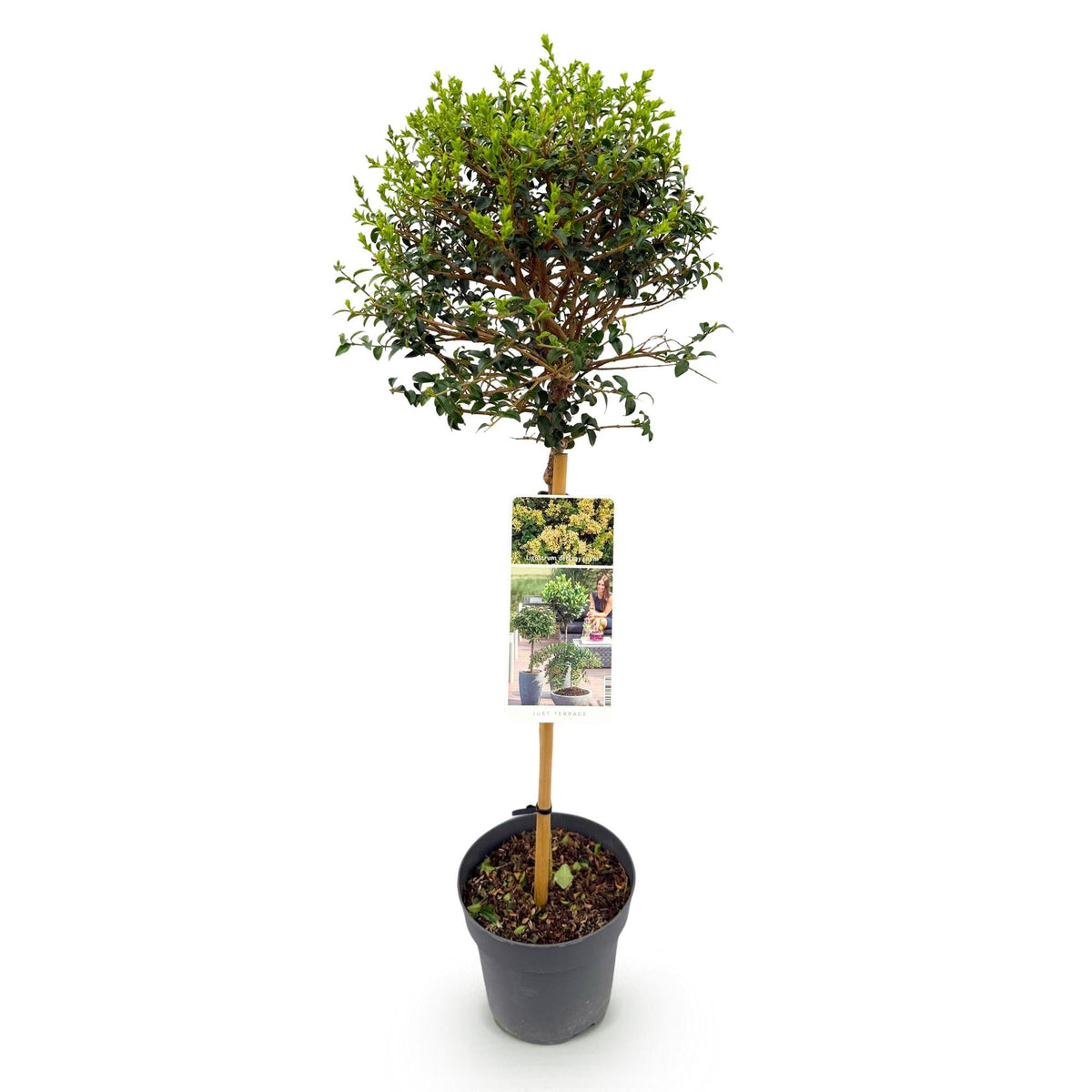 Plant op Stam - Ligustrum delavayanum - Terras Plant - Winterhard - Forestbloom