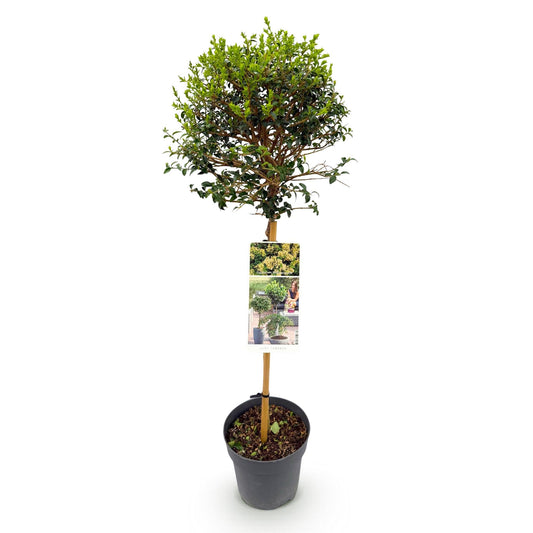 Plant op Stam - Ligustrum delavayanum - Terras Plant - Winterhard - Forestbloom