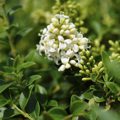 Plant op Stam - Ligustrum delavayanum - Terras Plant - Winterhard - Forestbloom