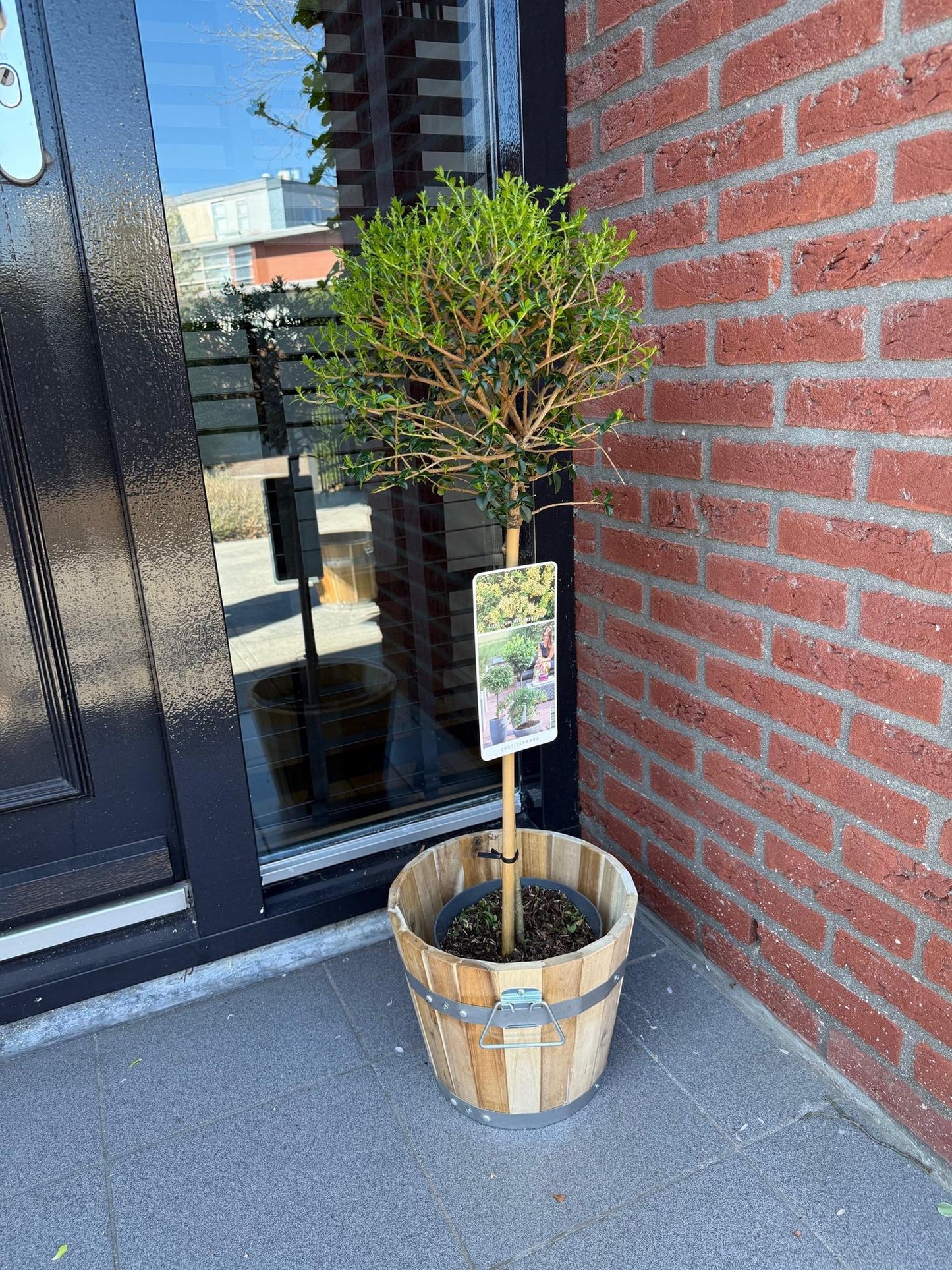 Plant op Stam - Ligustrum delavayanum - Terras Plant - Winterhard - Forestbloom