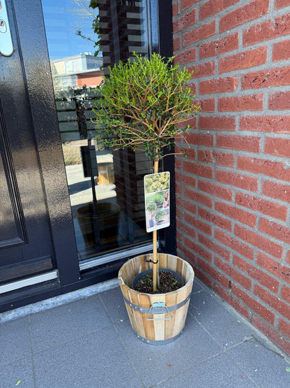 Plant op Stam - Ligustrum delavayanum - Terras Plant - Winterhard - Forestbloom