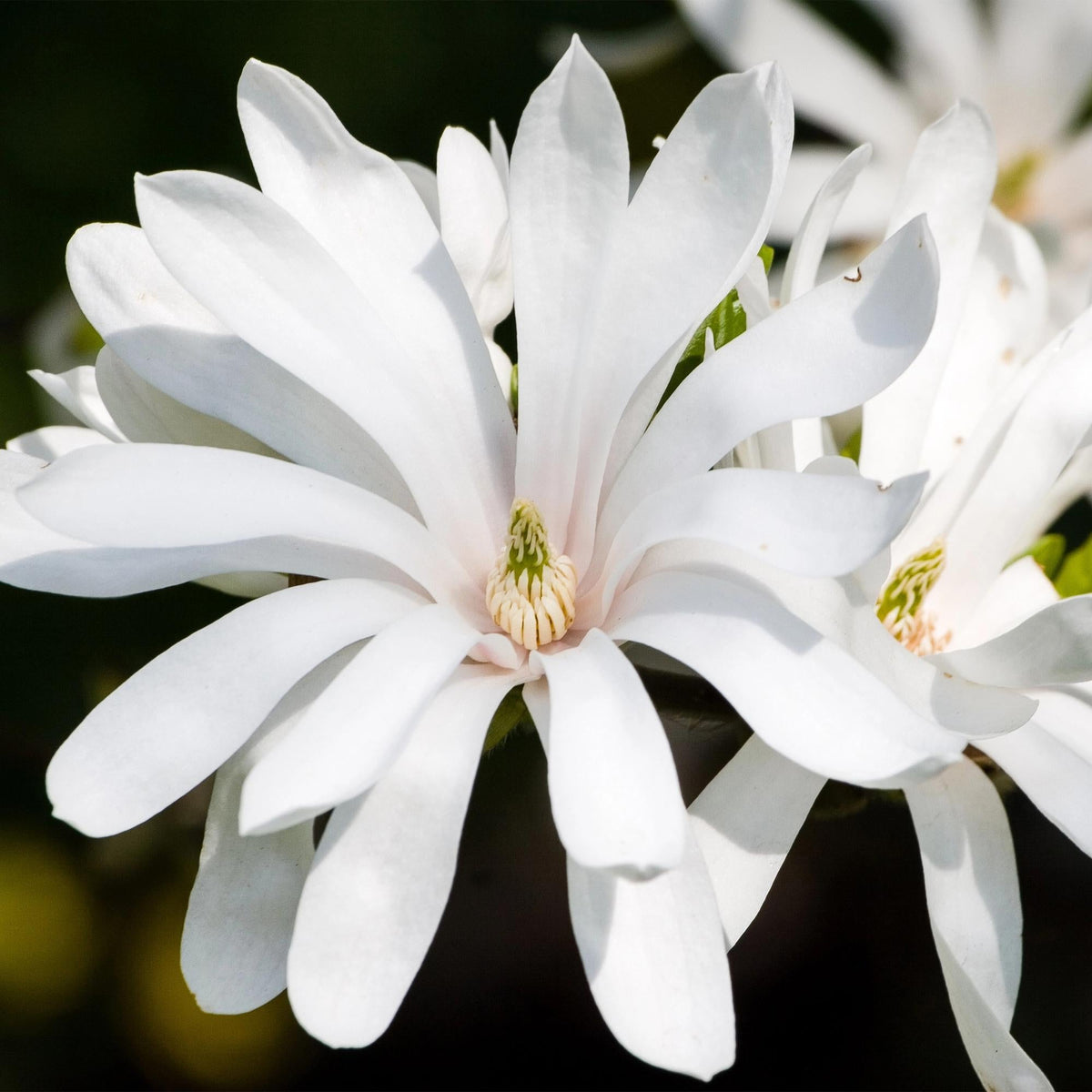 Plant op Stam - Magnolia stellata -Terras Plant - Winterhard - Forestbloom