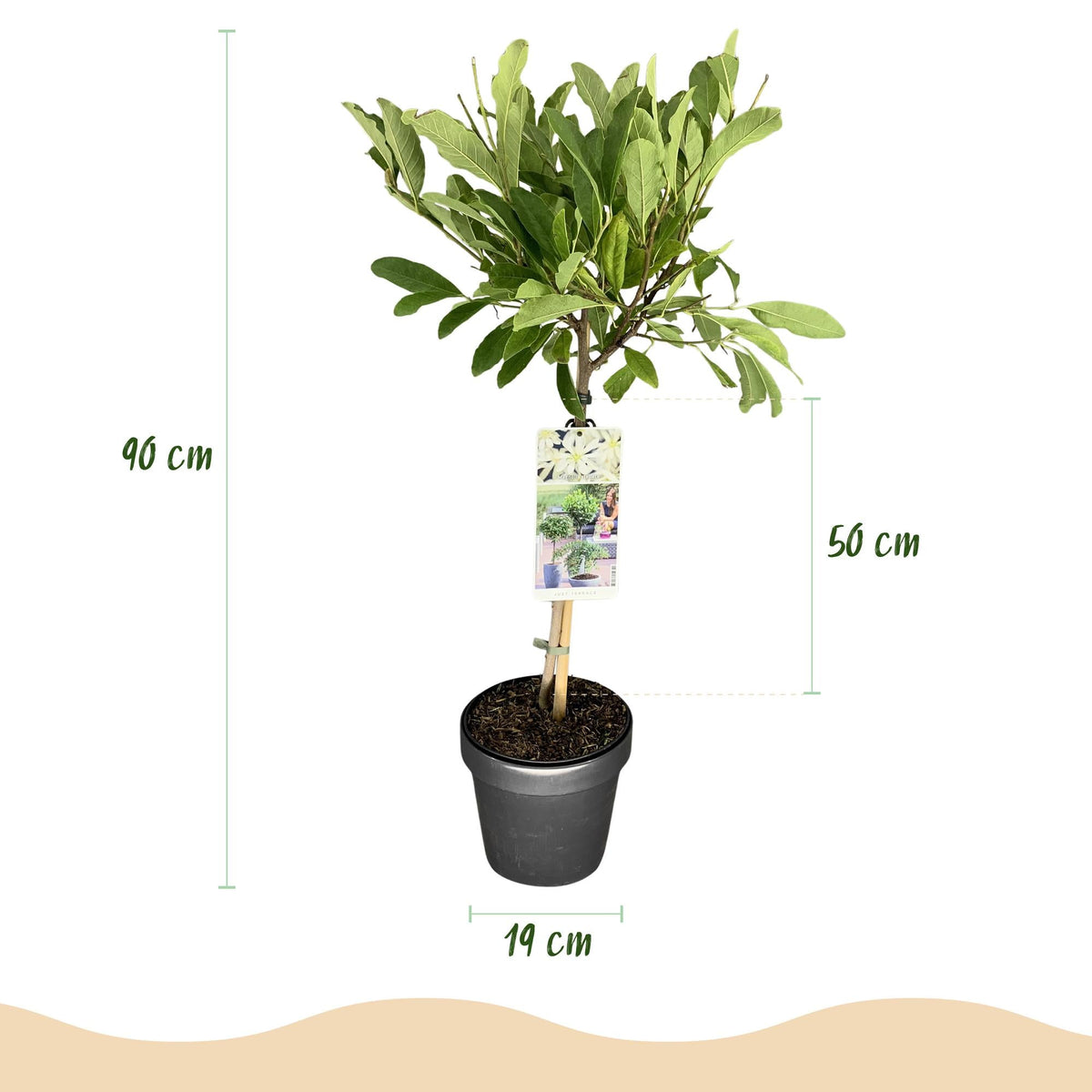 Plant op Stam - Magnolia stellata -Terras Plant - Winterhard - Forestbloom