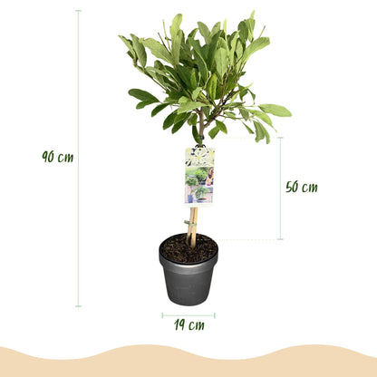 Plant op Stam - Magnolia stellata -Terras Plant - Winterhard - Forestbloom