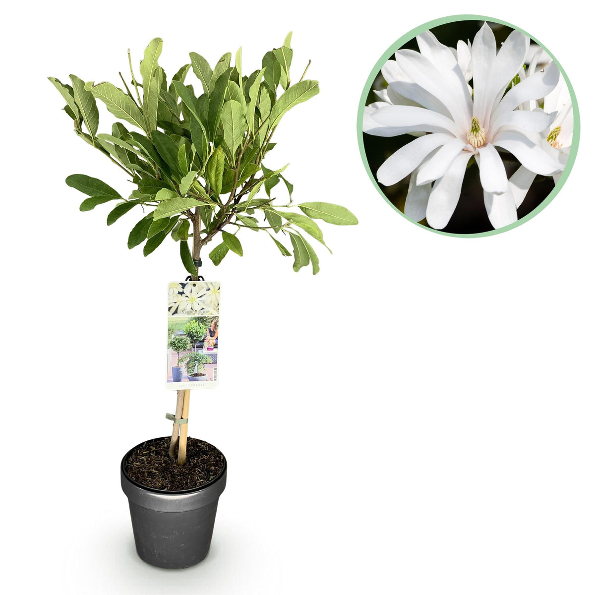 Plant op Stam - Magnolia stellata -Terras Plant - Winterhard - Forestbloom
