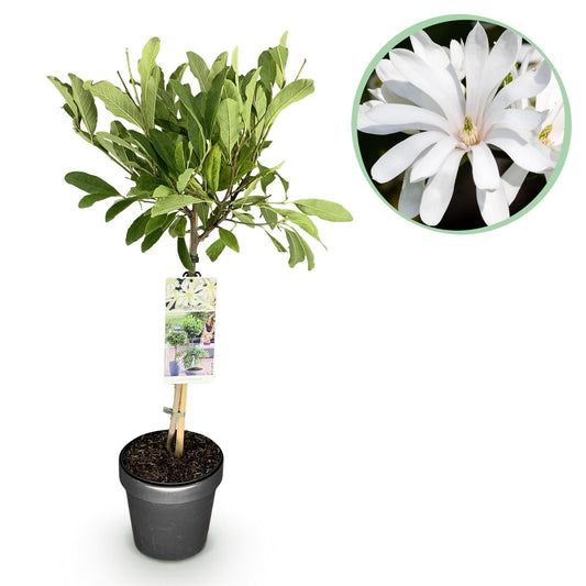 Plant op Stam - Magnolia stellata -Terras Plant - Winterhard - Forestbloom