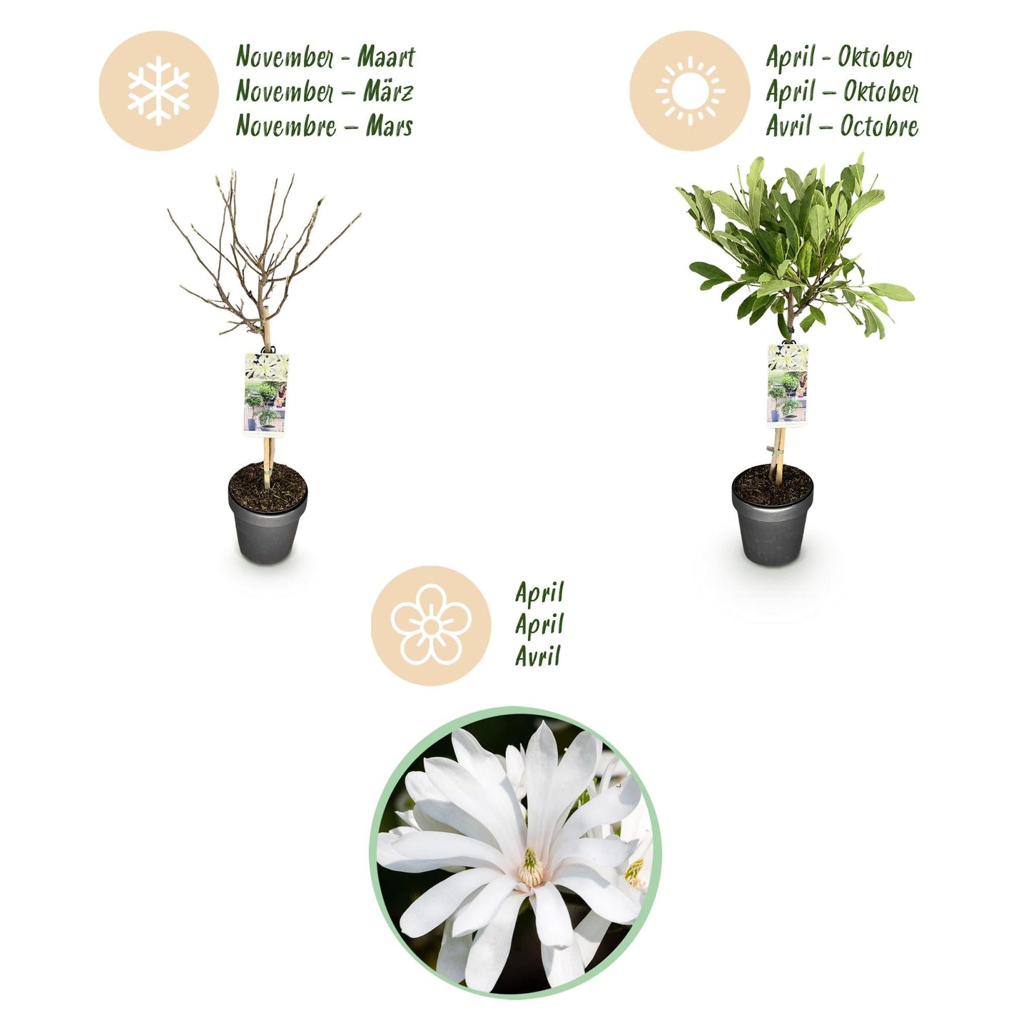Plant op Stam - Magnolia stellata -Terras Plant - Winterhard - Forestbloom