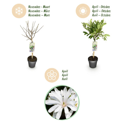 Plant op Stam - Magnolia stellata -Terras Plant - Winterhard - Forestbloom