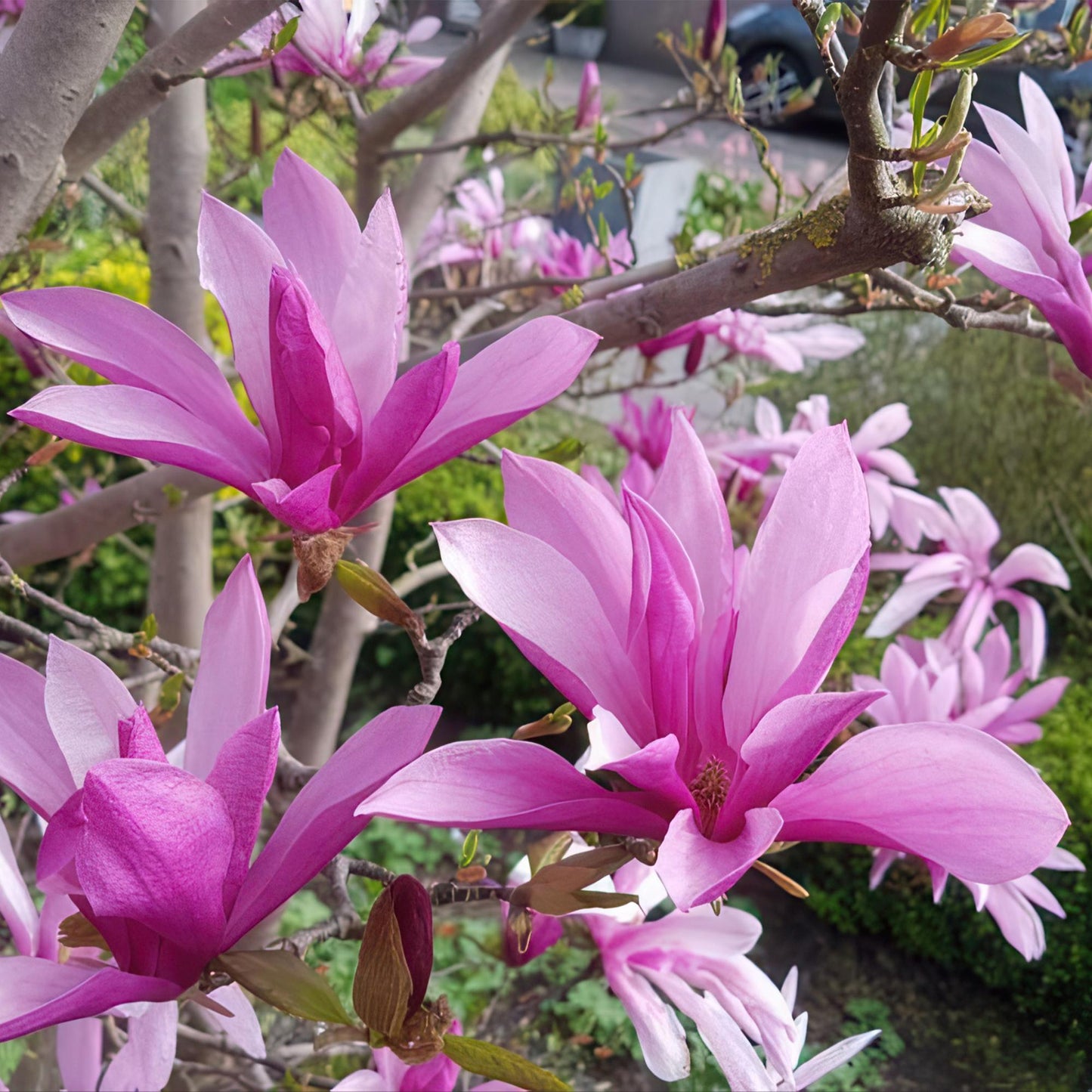 Plant op Stam - Magnolia Susan - Terras Plant - Winterhard - Forestbloom