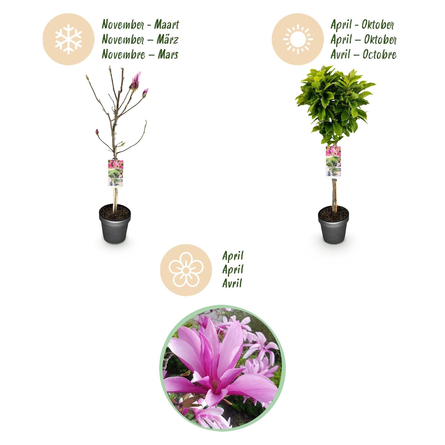 Plant op Stam - Magnolia Susan - Terras Plant - Winterhard - Forestbloom