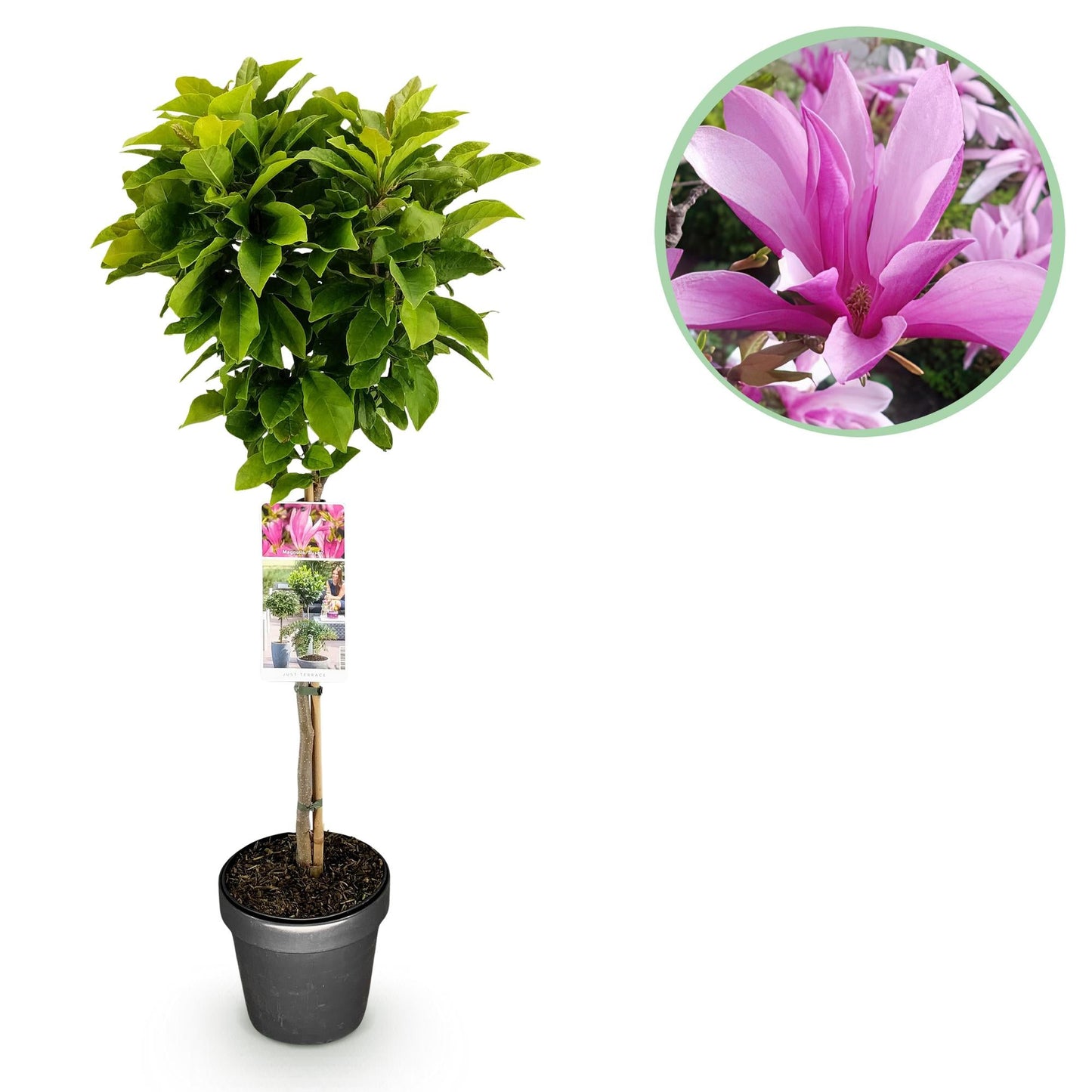Plant op Stam - Magnolia Susan - Terras Plant - Winterhard - Forestbloom