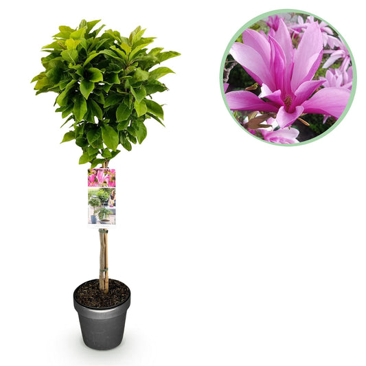 Plant op Stam - Magnolia Susan - Terras Plant - Winterhard - Forestbloom