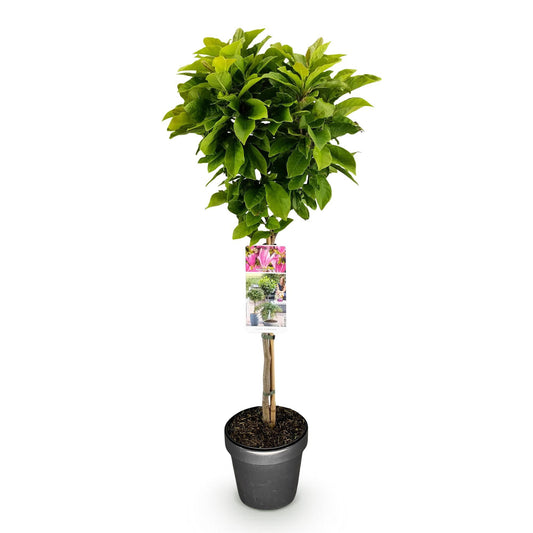 Plant op Stam - Magnolia Susan - Terras Plant - Winterhard - Forestbloom