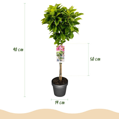 Plant op Stam - Magnolia Susan - Terras Plant - Winterhard - Forestbloom