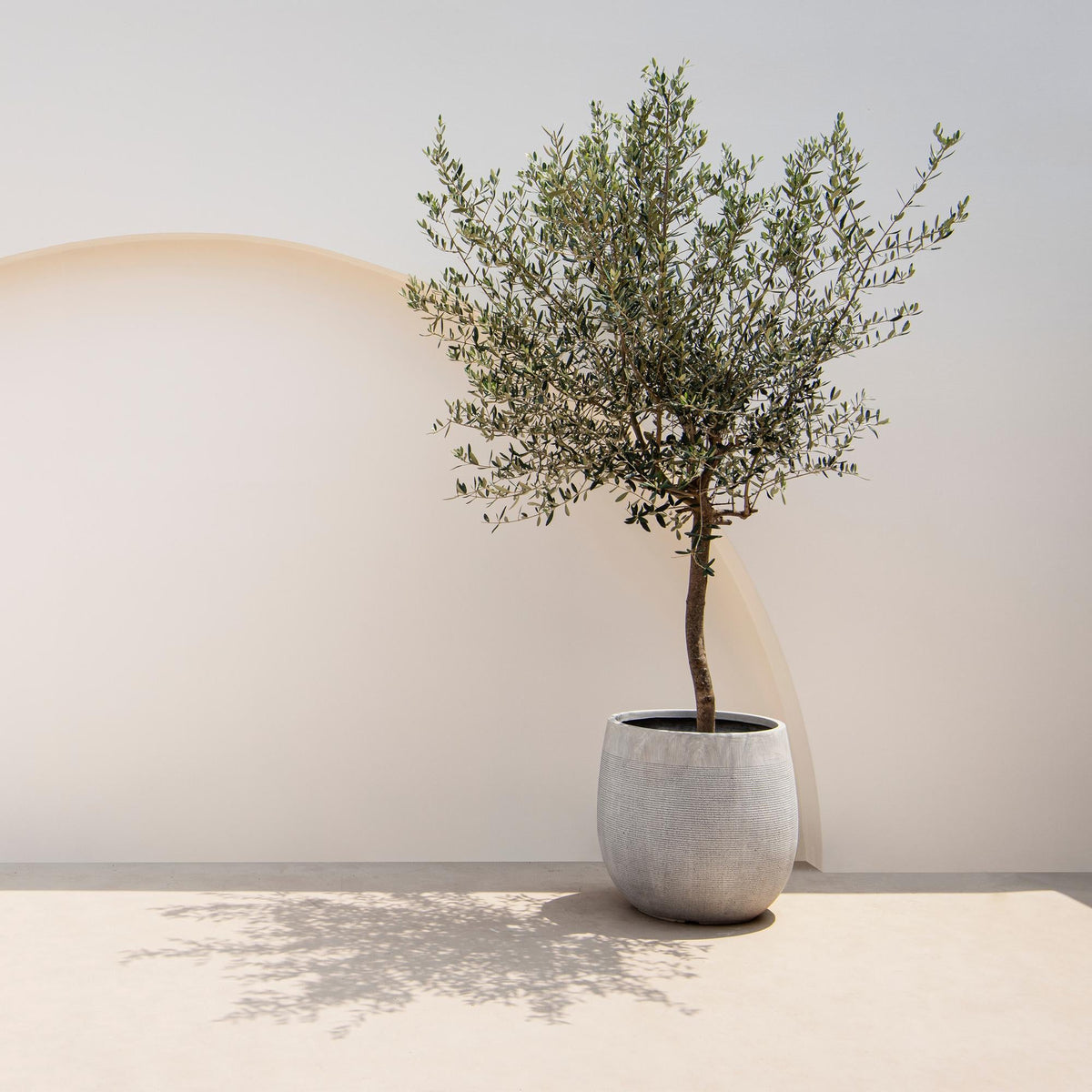 Plant op Stam - Olea Europaea - Terras Plant - Winterhard - Forestbloom