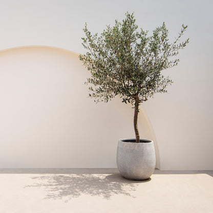 Plant op Stam - Olea Europaea - Terras Plant - Winterhard - Forestbloom