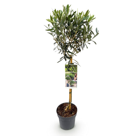 Plant op Stam - Olea Europaea - Terras Plant - Winterhard - Forestbloom