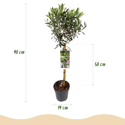 Plant op Stam - Olea Europaea - Terras Plant - Winterhard - Forestbloom