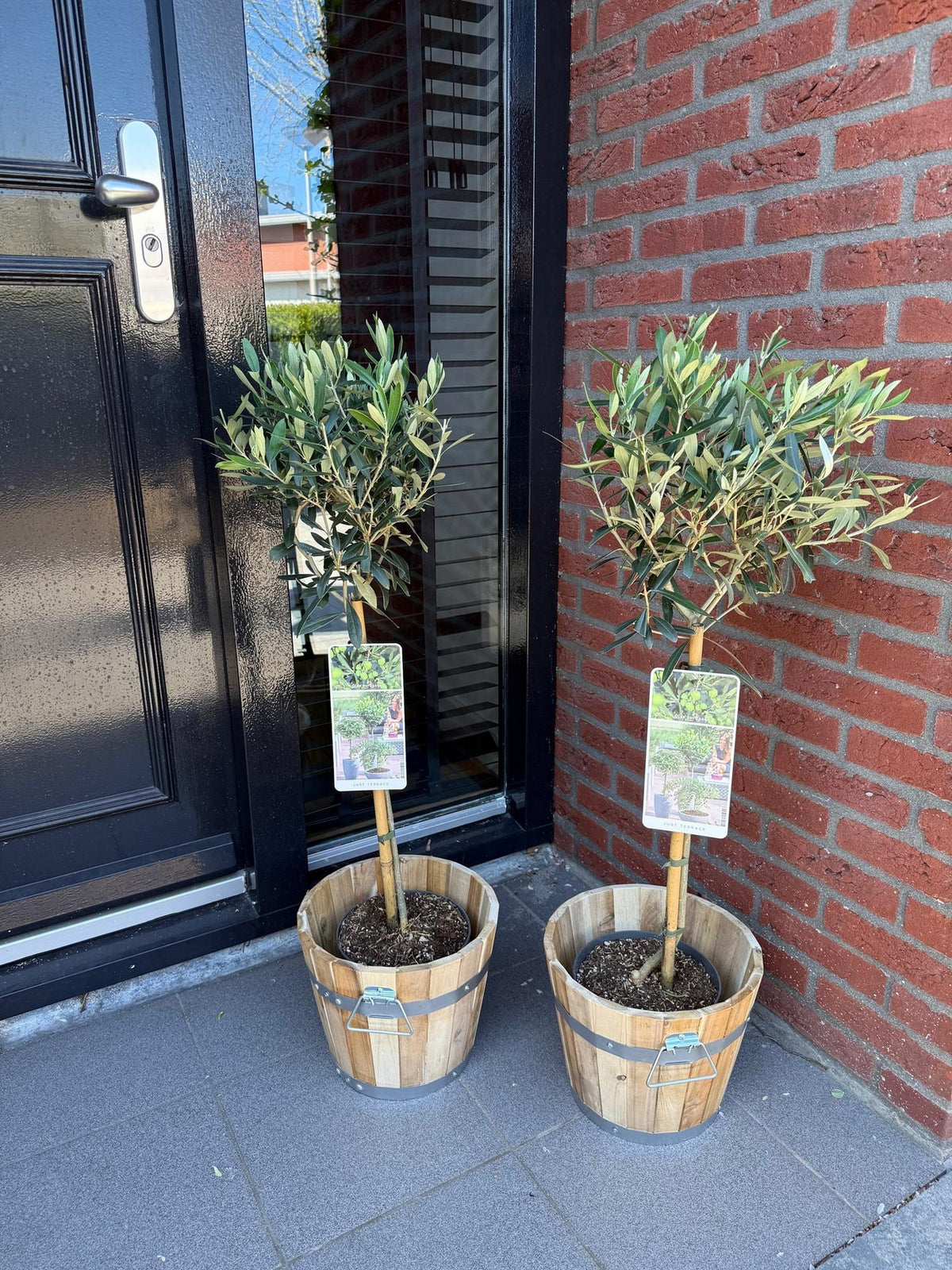 Plant op Stam - Olea Europaea - Terras Plant - Winterhard - Forestbloom