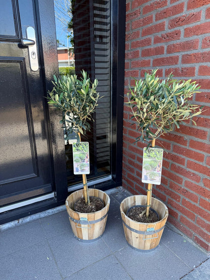 Plant op Stam - Olea Europaea - Terras Plant - Winterhard - Forestbloom