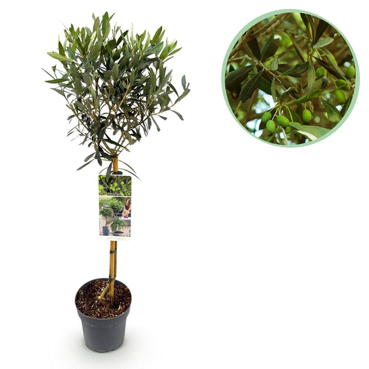 Plant op Stam - Olea Europaea - Terras Plant - Winterhard - Forestbloom
