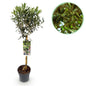 Plant op Stam - Olea Europaea - Terras Plant - Winterhard - Forestbloom