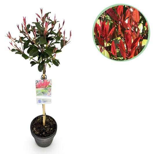 Plant op Stam - Photinia fraseri Carre Rouge - Terras Plant - Winterhard - Forestbloom