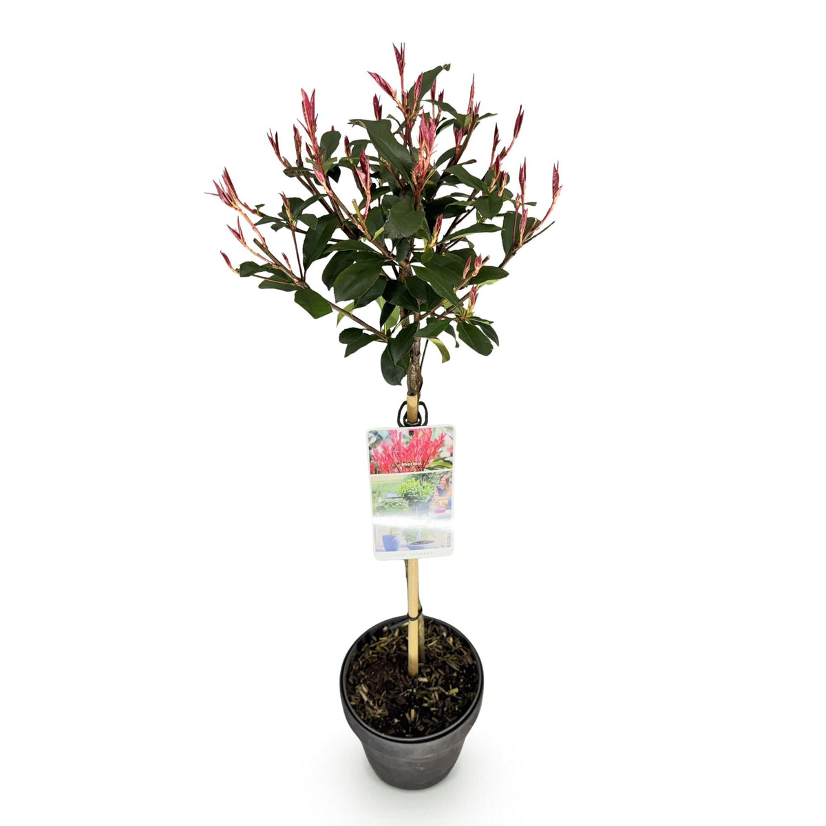 Plant op Stam - Photinia fraseri Carre Rouge - Terras Plant - Winterhard - Forestbloom