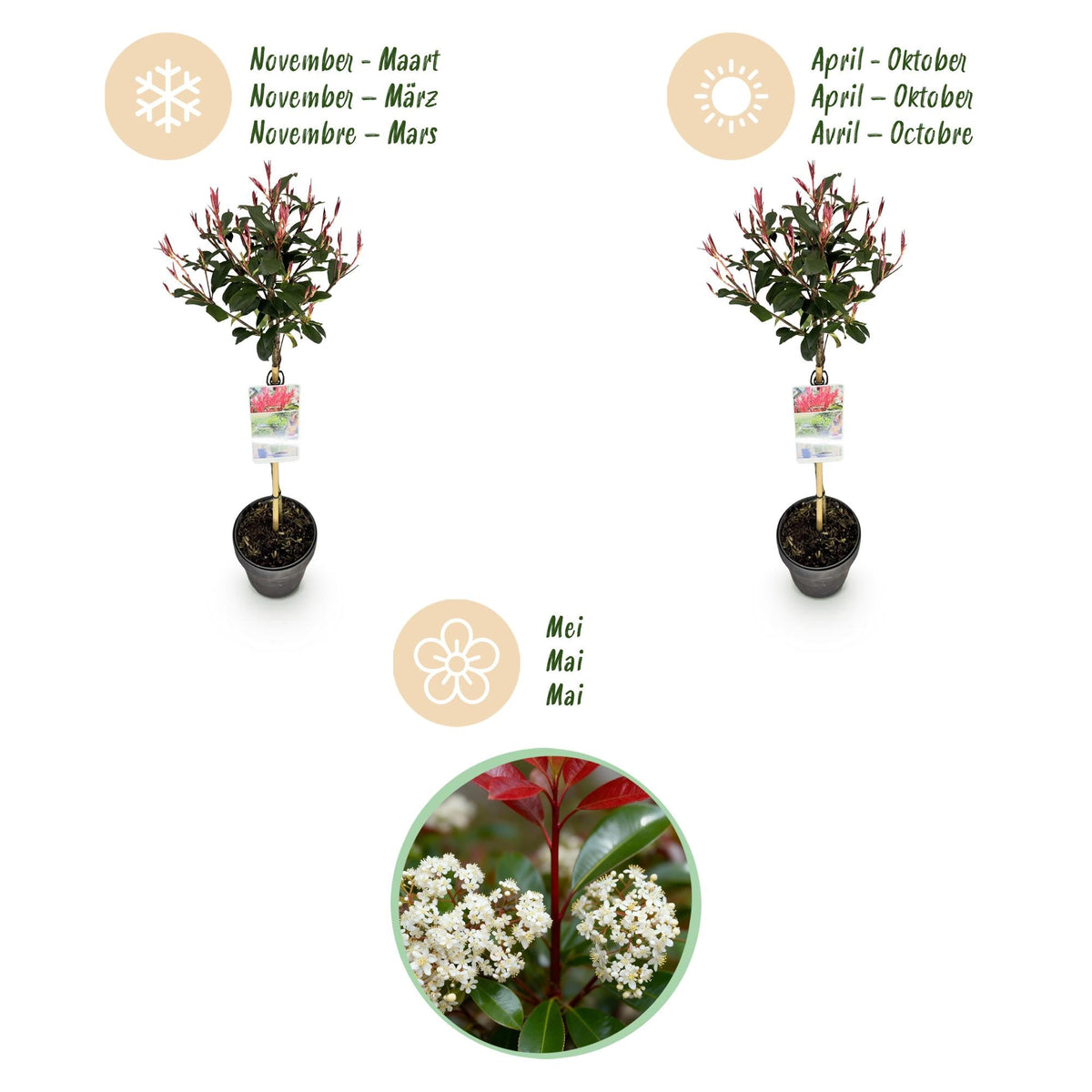 Plant op Stam - Photinia fraseri Carre Rouge - Terras Plant - Winterhard - Forestbloom