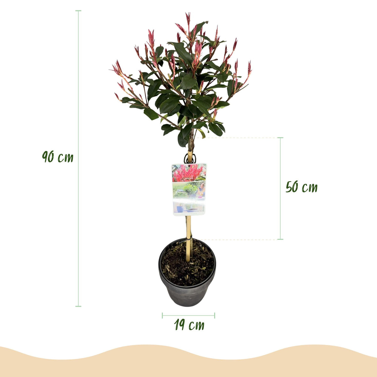 Plant op Stam - Photinia fraseri Carre Rouge - Terras Plant - Winterhard - Forestbloom